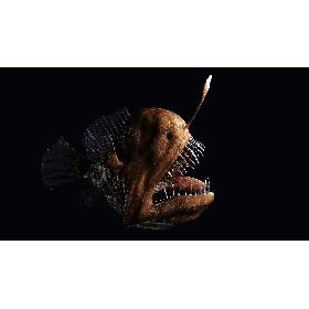 Anglerfish 3D model
